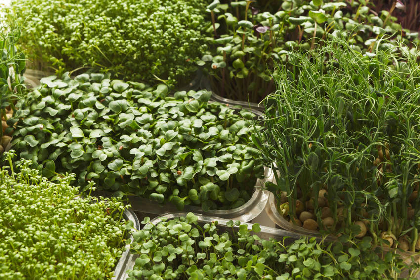 Mixed Microgreens